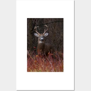 Young Buck - portrait - White-tailed Deer Posters and Art